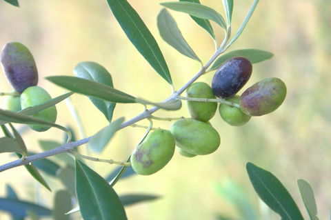 Olives Of Beaulieu - Kawana Tourism 2