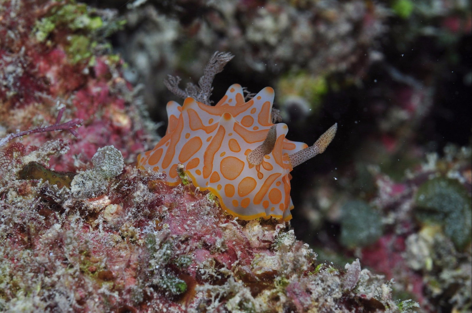 Palm Island QLD Kawana Tourism