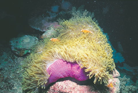 Rowley Shoals - Kawana Tourism 2