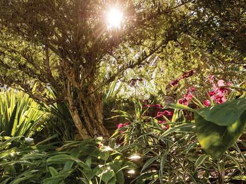 Wendy Whiteley's Secret Garden - Kawana Tourism 1