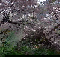 Wildwood Garden - Kawana Tourism