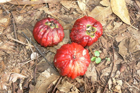 Window On The Wetlands - Kawana Tourism 1