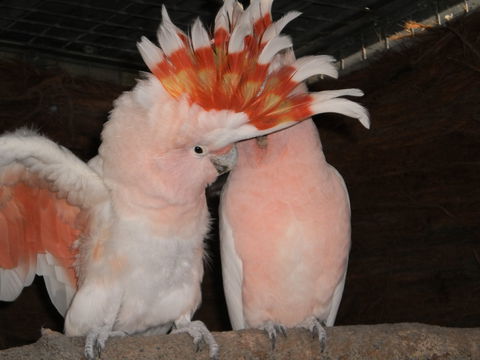 Birdland Animal Park - Kawana Tourism 1