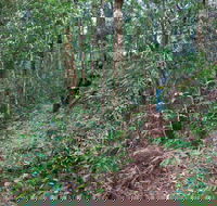 Blackbutt walking track - Kawana Tourism