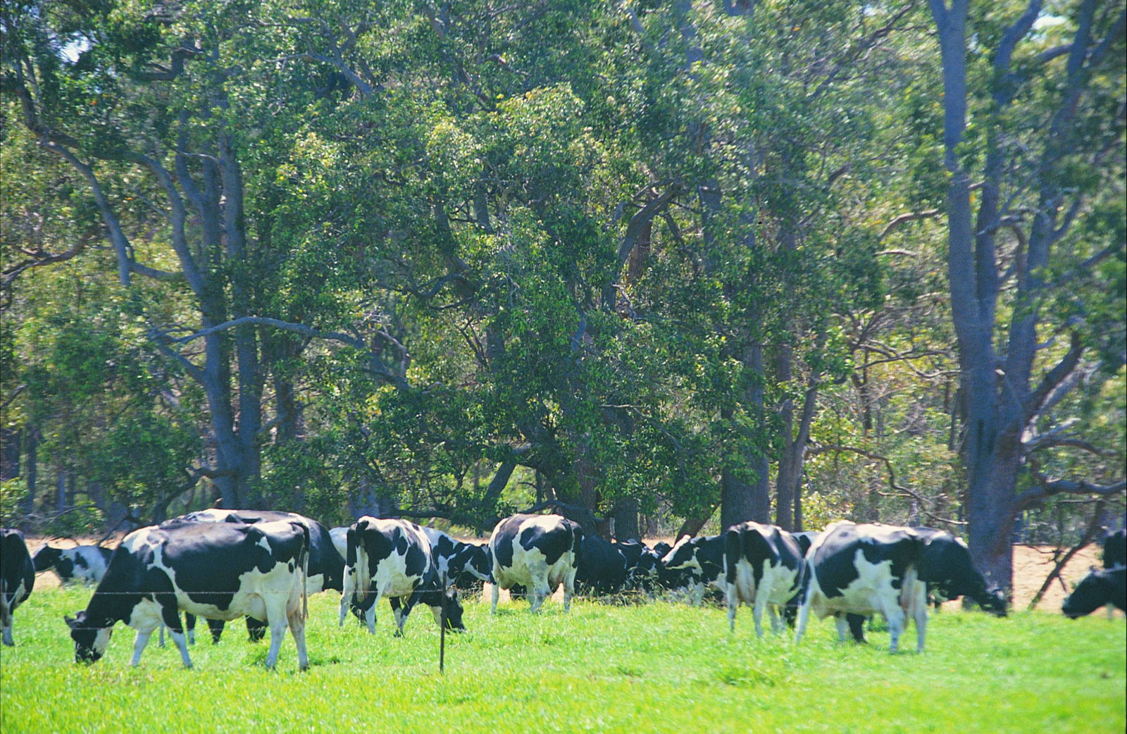 Boyanup WA Kawana Tourism