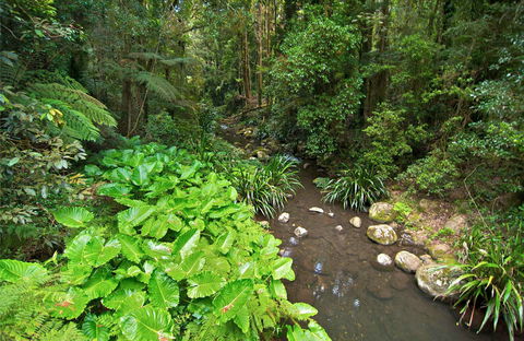 Brindle Creek Picnic Area - Kawana Tourism 0