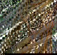 Bundagaree Rainforest Walk - Kawana Tourism