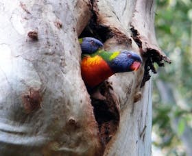 Cumberland State Forest - Kawana Tourism 0