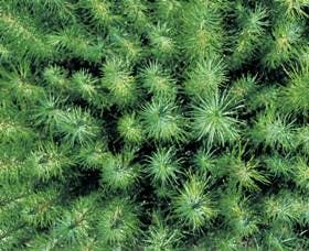 Cumberland State Forest - Kawana Tourism 1