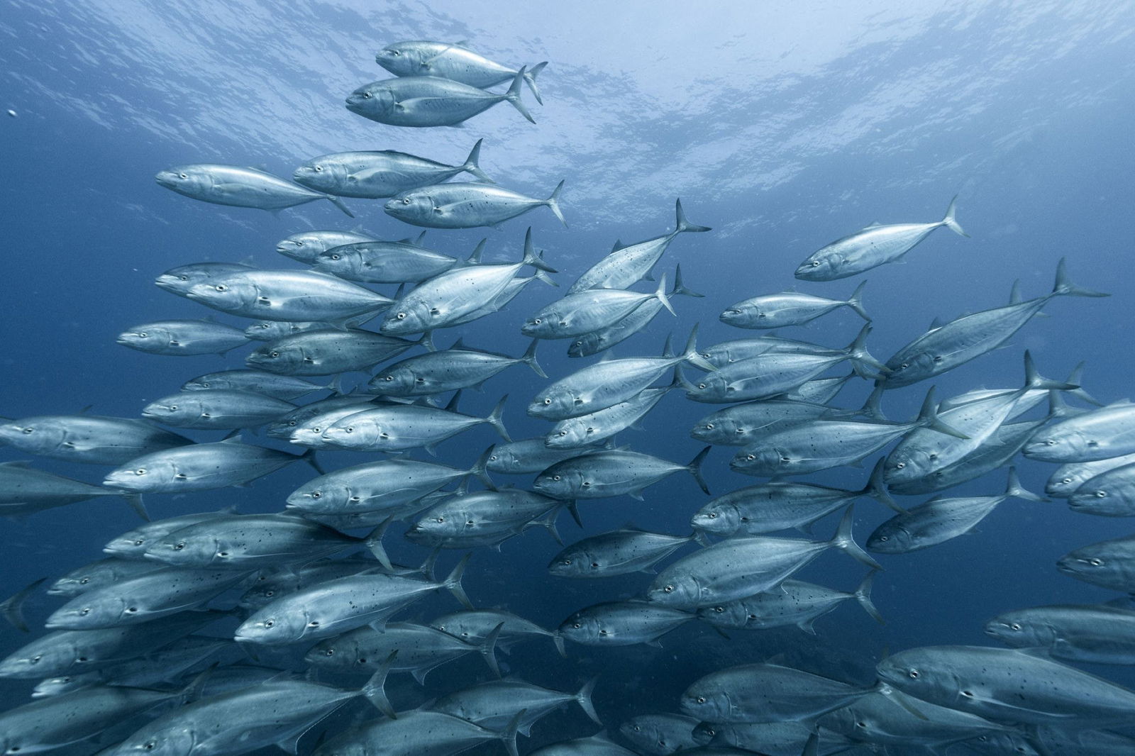 The Keppels QLD Kawana Tourism