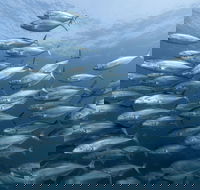 Egg Rock Dive Site - Kawana Tourism