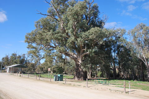 Giant Gum Tree - Kawana Tourism 0