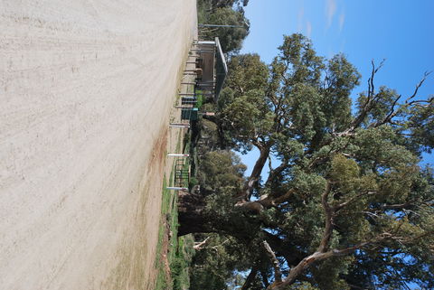 Giant Gum Tree - Kawana Tourism 1