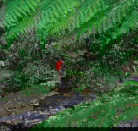 Goldsborough Valley Wooroonooran National Park - Kawana Tourism