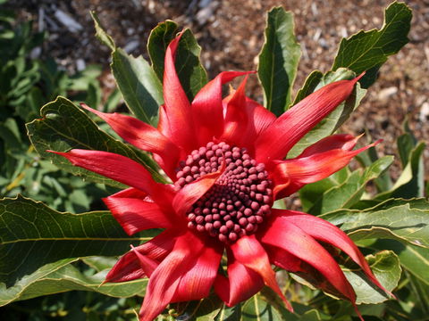 Inverawe Native Gardens - Kawana Tourism 0