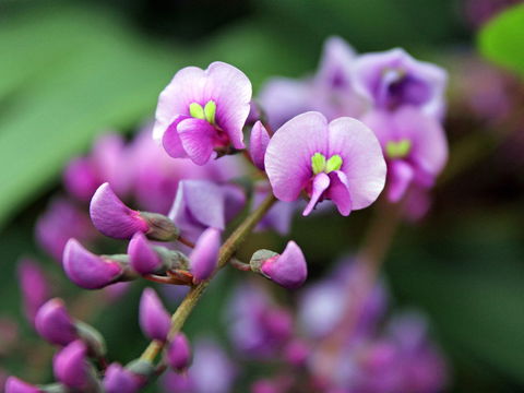 Inverawe Native Gardens - Kawana Tourism 2