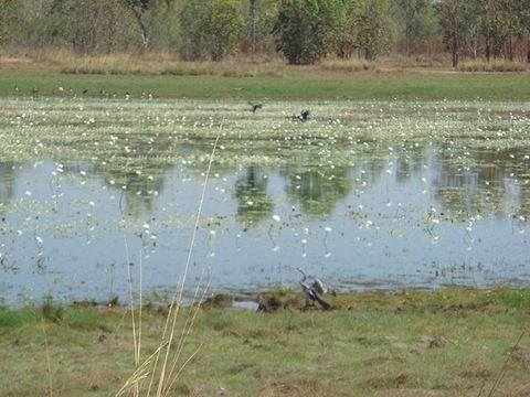 Leaning Tree Lagoon Nature Park - Kawana Tourism 0