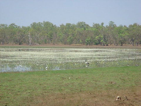 Leaning Tree Lagoon Nature Park - Kawana Tourism 1