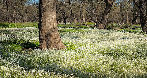 Leaghur State Park - Kawana Tourism 0