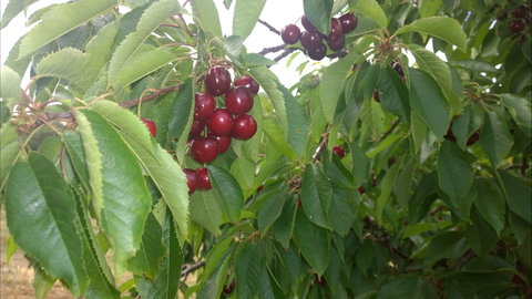 Martin's Orchard - Kawana Tourism 0