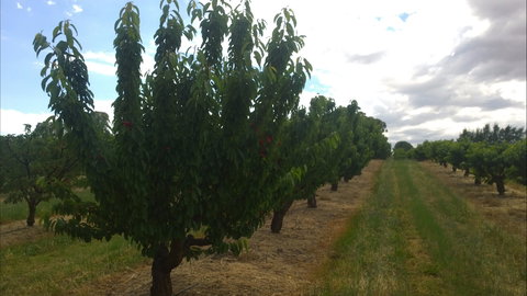 Martin's Orchard - Kawana Tourism 1