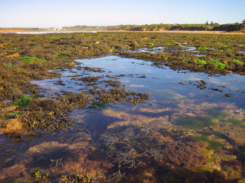 Point Danger Marine Sanctuary - Kawana Tourism 0