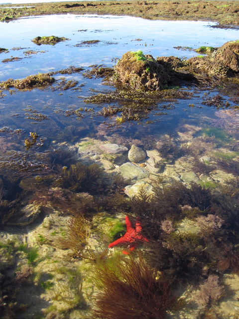 Point Danger Marine Sanctuary - Kawana Tourism 1