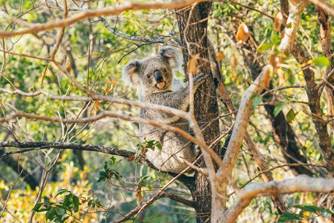 Radical Bay Track - Kawana Tourism 2