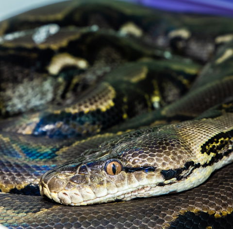 Serpentarium Wildlife Park Tasmania - Kawana Tourism 1