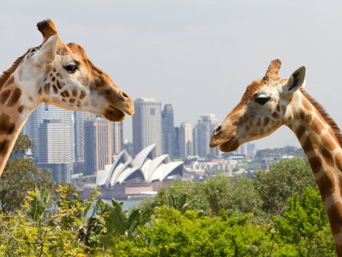 Taronga Zoo Combo Pass - Kawana Tourism 0