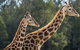 Taronga Zoo Combo Pass - thumb 1