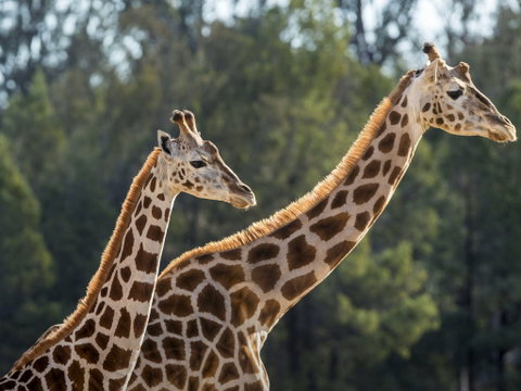 Taronga Zoo Combo Pass - Kawana Tourism 1