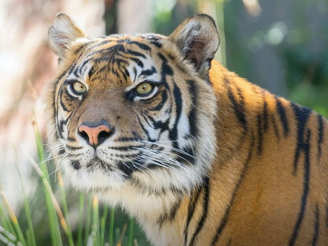 Taronga Zoo Combo Pass - Kawana Tourism 2