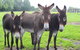 The Good Samaritan Donkey Sanctuary - thumb 0