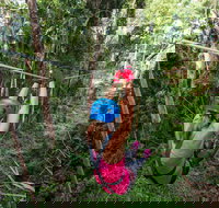 TreeTop Challenge - Sunshine Coast - Kawana Tourism