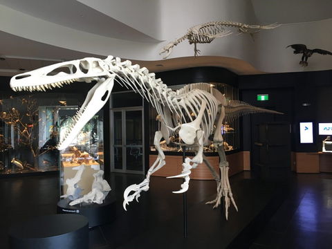 UNE Natural History Museum - Kawana Tourism 0