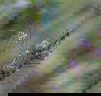 Wallumatta Loop Trail