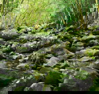 Wodi Wodi Walking Track - Kawana Tourism