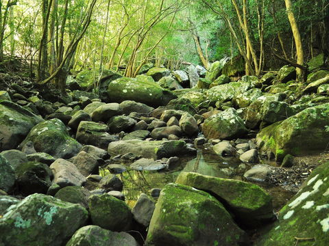 Wodi Wodi Walking Track - Kawana Tourism 0
