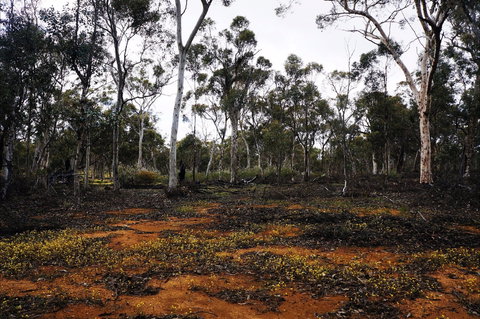 Woylie Walk, Dryandra Woodland - Kawana Tourism 0