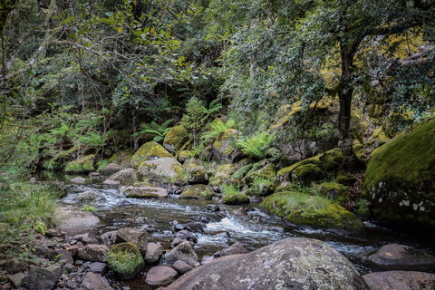 Barrington Tops State Forest - Kawana Tourism 1