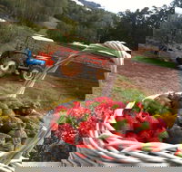 Blue Hills Berries and Cherries - Kawana Tourism