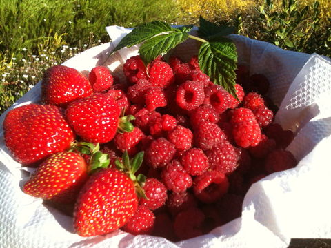 Blue Hills Berries And Cherries - Kawana Tourism 1