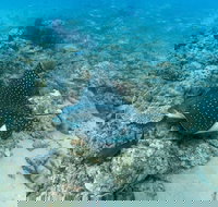 Child Island Dive Site - Kawana Tourism