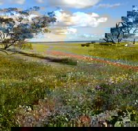 Coorow Wildflower Drive - Kawana Tourism