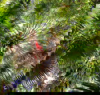 Depot Beach Rainforest Walk - Kawana Tourism