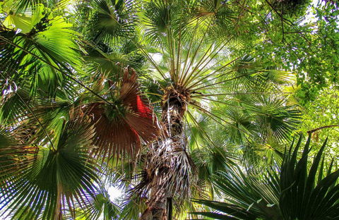 Depot Beach Rainforest Walk - Kawana Tourism 0