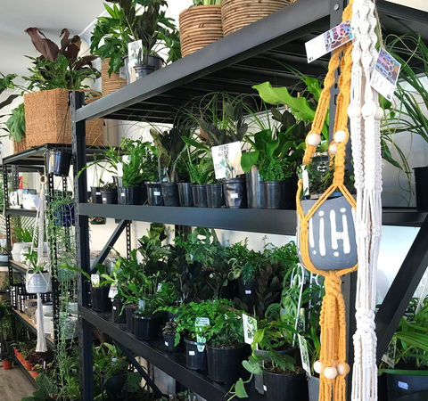 Fancy Plants - Kawana Tourism 0