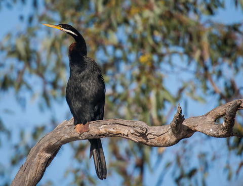 Greenough River Nature Trail - Kawana Tourism 0