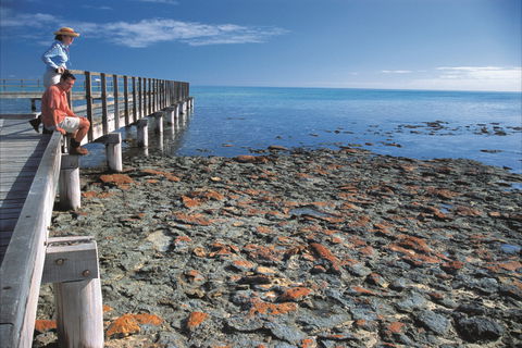 Hamelin Pool Stromatolites - Kawana Tourism 0